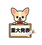 チワワのくーちゃんメッセージスタンプ①（個別スタンプ：20）