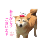 おきらく〜な柴犬スタンプ（個別スタンプ：1）