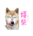 おきらく〜な柴犬スタンプ（個別スタンプ：3）