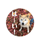 おきらく〜な柴犬スタンプ（個別スタンプ：5）