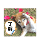おきらく〜な柴犬スタンプ（個別スタンプ：6）