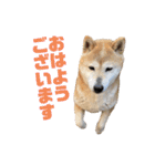 おきらく〜な柴犬スタンプ（個別スタンプ：7）