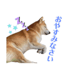 おきらく〜な柴犬スタンプ（個別スタンプ：8）