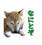 おきらく〜な柴犬スタンプ（個別スタンプ：10）