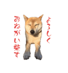 おきらく〜な柴犬スタンプ（個別スタンプ：11）