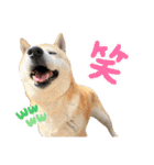 おきらく〜な柴犬スタンプ（個別スタンプ：12）