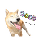 おきらく〜な柴犬スタンプ（個別スタンプ：14）