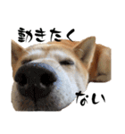 おきらく〜な柴犬スタンプ（個別スタンプ：16）