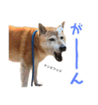 おきらく〜な柴犬スタンプ（個別スタンプ：17）