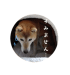 おきらく〜な柴犬スタンプ（個別スタンプ：18）