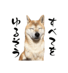 おきらく〜な柴犬スタンプ（個別スタンプ：19）