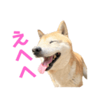 おきらく〜な柴犬スタンプ（個別スタンプ：20）