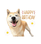 おきらく〜な柴犬スタンプ（個別スタンプ：23）