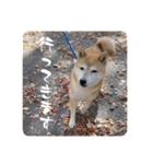 おきらく〜な柴犬スタンプ（個別スタンプ：24）