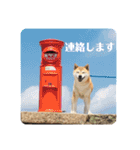 おきらく〜な柴犬スタンプ（個別スタンプ：25）