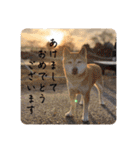 おきらく〜な柴犬スタンプ（個別スタンプ：26）