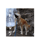 おきらく〜な柴犬スタンプ（個別スタンプ：27）