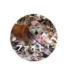 おきらく〜な柴犬スタンプ（個別スタンプ：29）