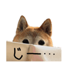 おきらく〜な柴犬スタンプ（個別スタンプ：30）