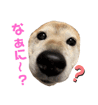 おきらく〜な柴犬スタンプ（個別スタンプ：31）