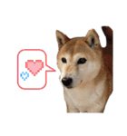 おきらく〜な柴犬スタンプ（個別スタンプ：32）