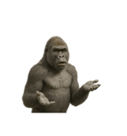 寡黙なゴリラ 静かなるゴリラ（個別スタンプ：17）