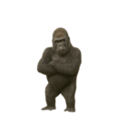寡黙なゴリラ 静かなるゴリラ（個別スタンプ：21）