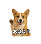 毎日つかえるコーギー（個別スタンプ：1）