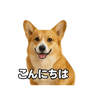 毎日つかえるコーギー（個別スタンプ：2）