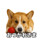 毎日つかえるコーギー（個別スタンプ：3）