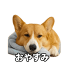 毎日つかえるコーギー（個別スタンプ：4）