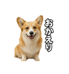 毎日つかえるコーギー（個別スタンプ：5）