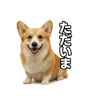 毎日つかえるコーギー（個別スタンプ：6）