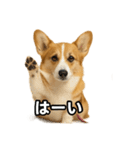 毎日つかえるコーギー（個別スタンプ：9）