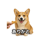 毎日つかえるコーギー（個別スタンプ：10）