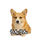 毎日つかえるコーギー（個別スタンプ：11）
