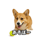 毎日つかえるコーギー（個別スタンプ：12）