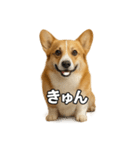 毎日つかえるコーギー（個別スタンプ：13）