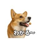 毎日つかえるコーギー（個別スタンプ：15）