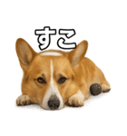 毎日つかえるコーギー（個別スタンプ：16）