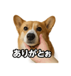 毎日つかえるコーギー（個別スタンプ：20）