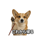 毎日つかえるコーギー（個別スタンプ：21）