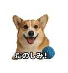 毎日つかえるコーギー（個別スタンプ：22）