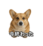 毎日つかえるコーギー（個別スタンプ：24）