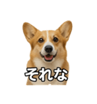 毎日つかえるコーギー（個別スタンプ：25）