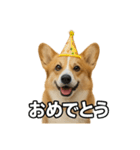毎日つかえるコーギー（個別スタンプ：27）