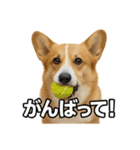 毎日つかえるコーギー（個別スタンプ：28）