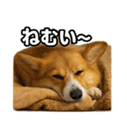 毎日つかえるコーギー（個別スタンプ：29）