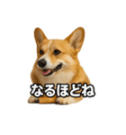 毎日つかえるコーギー（個別スタンプ：30）