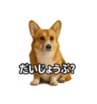 毎日つかえるコーギー（個別スタンプ：31）